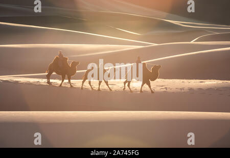 Nomadic married couple crossing huge sand dunes with their bactrian camel caravan at sunrise. Gobi desert, Mongolia. Stock Photo