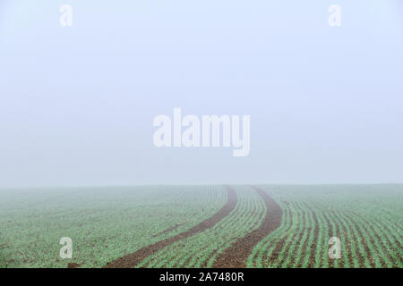 Autumnal background with a landscape with agricultural fields with little green plants growing in the fog. Seen in October in Germany, Bavaria / Franc Stock Photo
