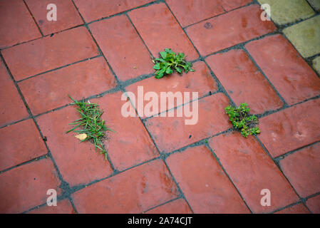 Red tiled sidewalk outdoors. Dirty sidewalk. Grass grows between pavement tiles. Stock Photo