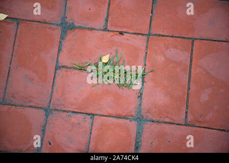 Red tiled sidewalk outdoors. Dirty sidewalk. Grass grows between pavement tiles. Stock Photo