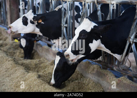Holstein cows eating hay from manger on farm Stock Photo