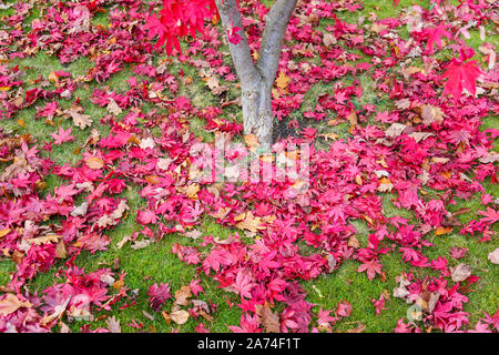 A carpet of crimson red fallen leaves from a Japanese maple (Acer palmatum) around the tree trunk on grass in autumn in south-east England, UK Stock Photo