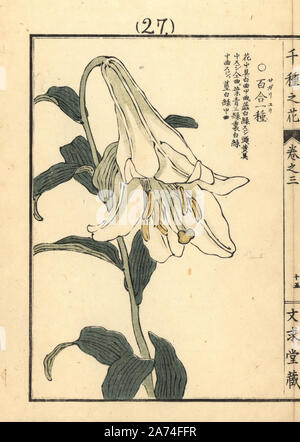 Sagariyuri or bamboo lily, Lilium japonicum Thunb. Handcoloured woodblock print by Kono Bairei from Senshu no Hana (One Thousand Varieties of Flowers), Bunkyudo, Kyoto, 1889. Stock Photo