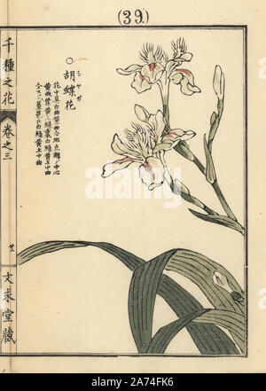 Shaga, fringed or crested iris, Iris japonica. Handcoloured woodblock print by Kono Bairei from Senshu no Hana (One Thousand Varieties of Flowers), Bunkyudo, Kyoto, 1889. Stock Photo