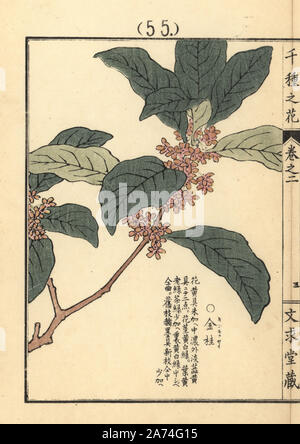 Osmanthus fragrans hi-res stock photography and images - Alamy
