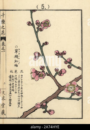 Hitoe koubai or species of red Chinese plum or Japanese apricot blossom, Prunus mume.  Handcoloured woodblock print by Kono Bairei from Senshu no Hana (One Thousand Varieties of Flowers), Bunkyudo, Kyoto, 1900. Stock Photo