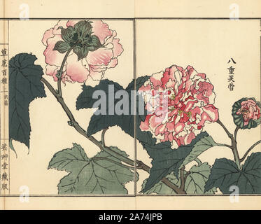 Fuyou or double-petaled cotton rose, Hibiscus mutabilis. Handcoloured woodblock print by Kono Bairei from Kusa Bana Hyakushu (One Hundred Varieties of Flowers), Tokyo, Yamada, 1901. Stock Photo