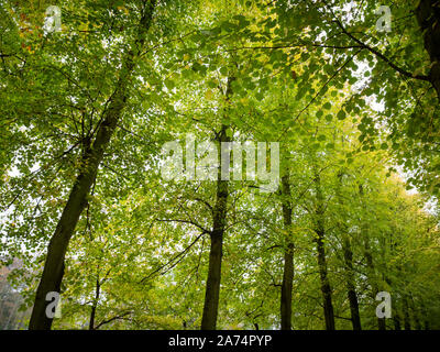 Lime trees lining a path at the rear of Trinity College Cambrudge UK in early autumn Stock Photo