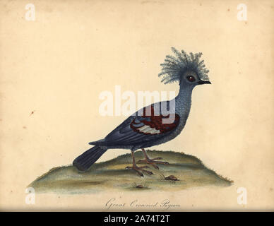 Western crowned pigeon, Goura cristata. (Great crowned Indian pigeon, Columba coronata). Vulnerable. Handcoloured copperplate engraving of an illustration by William Hayes from Portraits of Rare and Curious Birds from the Menagery of Osterly Park, London, Bulmer, 1794. Stock Photo