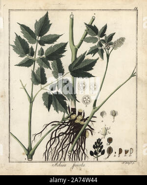Eurasian baneberry or Herb Christopher, Actaea spicata. Handcoloured copperplate engraving by F. Guimpel from Dr. Friedrich Gottlob Hayne's Medical Botany, Berlin, 1822. Hayne (1763-1832) was a German botanist, apothecary and professor of pharmaceutical botany at Berlin University. Stock Photo