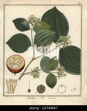 Strychnine tree, Strychnos nux vomica. Handcoloured copperplate engraving by F. Guimpel from Dr. Friedrich Gottlob Hayne's Medical Botany, Berlin, 1822. Hayne (1763-1832) was a German botanist, apothecary and professor of pharmaceutical botany at Berlin University. Stock Photo