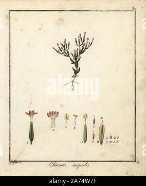 Lesser centaury, Centaurium pulchellum. Handcoloured copperplate engraving by F. Guimpel from Dr. Friedrich Gottlob Hayne's Medical Botany, Berlin, 1822. Hayne (1763-1832) was a German botanist, apothecary and professor of pharmaceutical botany at Berlin University. Stock Photo