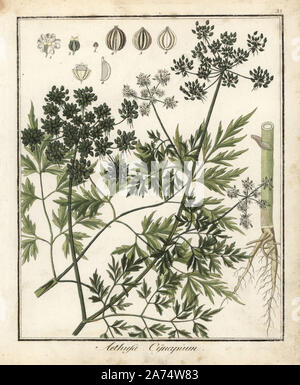 Fool's cicely or poison parsley, Aethusa cynapium. Handcoloured copperplate engraving from Dr. Friedrich Gottlob Hayne's Medical Botany, Berlin, 1822. Hayne (1763-1832) was a German botanist, apothecary and professor of pharmaceutical botany at Berlin University. Stock Photo
