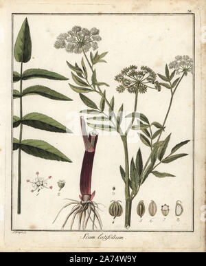 Greater water parsnip, Sium latifolium. Handcoloured copperplate engraving by F. Guimpel from Dr. Friedrich Gottlob Hayne's Medical Botany, Berlin, 1822. Hayne (1763-1832) was a German botanist, apothecary and professor of pharmaceutical botany at Berlin University. Stock Photo
