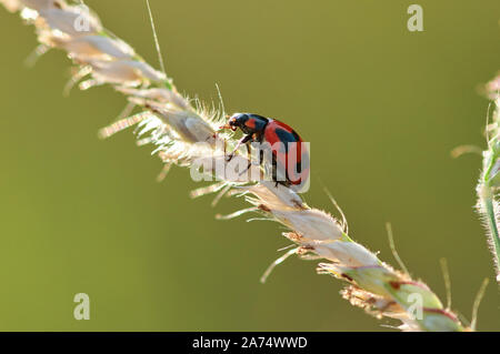 The ladybug on ear of wheat Stock Photo