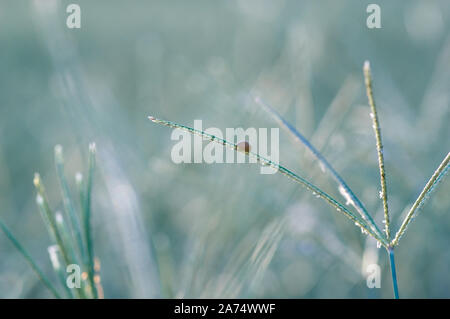 Lady bug on grass in the early winter Stock Photo