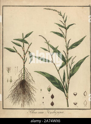 Water pepper, Persicaria hydropiper. Handcoloured copperplate engraving by F. Guimpel from Dr. Friedrich Gottlob Hayne's Medical Botany, Berlin, 1822. Hayne (1763-1832) was a German botanist, apothecary and professor of pharmaceutical botany at Berlin University. Stock Photo