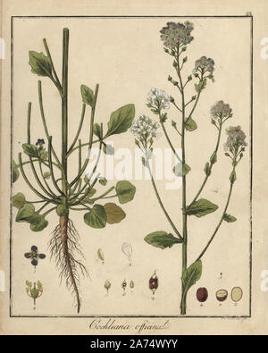 Common scurvygrass, Cochlearia officinalis. Handcoloured copperplate engraving by F. Guimpel from Dr. Friedrich Gottlob Hayne's Medical Botany, Berlin, 1822. Hayne (1763-1832) was a German botanist, apothecary and professor of pharmaceutical botany at Berlin University. Stock Photo