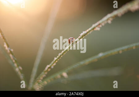 Lady bug on grass in the early winter Stock Photo