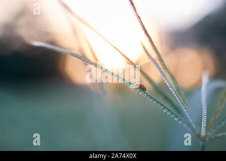 Lady bug on grass in the early winter Stock Photo