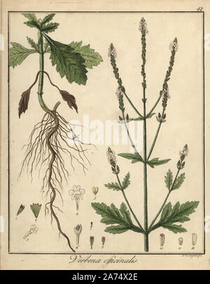 Common vervain, Verbena officinalis. Handcoloured copperplate engraving by F. Guimpel from Dr. Friedrich Gottlob Hayne's Medical Botany, Berlin, 1822. Hayne (1763-1832) was a German botanist, apothecary and professor of pharmaceutical botany at Berlin University. Stock Photo