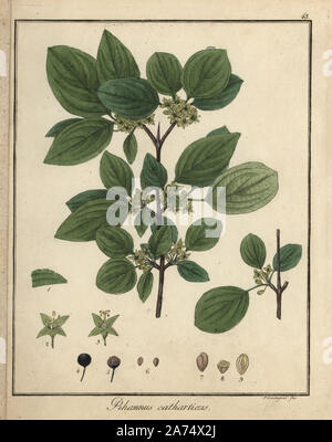 Common buckthorn, Rhamnus cathartica. Handcoloured copperplate engraving by F. Guimpel from Dr. Friedrich Gottlob Hayne's Medical Botany, Berlin, 1822. Hayne (1763-1832) was a German botanist, apothecary and professor of pharmaceutical botany at Berlin University. Stock Photo