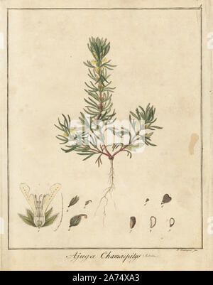 Yellow bugle or ground pine, Ajuga chamaepitys.　Handcoloured copperplate engraving by F. Guimpel from Dr. Friedrich Gottlob Hayne's Medical Botany, Berlin, 1822. Hayne (1763-1832) was a German botanist, apothecary and professor of pharmaceutical botany at Berlin University. Stock Photo