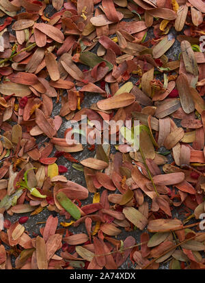Dry leaves on cement floor Stock Photo