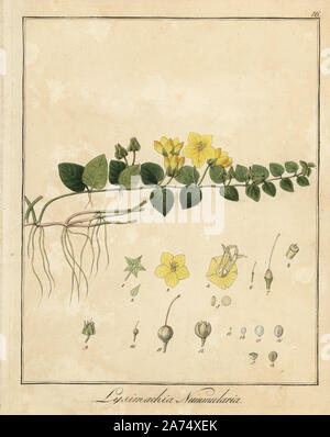 Creeping jenny, Lysimachia nummularia. Handcoloured copperplate engraving by F. Guimpel from Dr. Friedrich Gottlob Hayne's Medical Botany, Berlin, 1822. Hayne (1763-1832) was a German botanist, apothecary and professor of pharmaceutical botany at Berlin University. Stock Photo