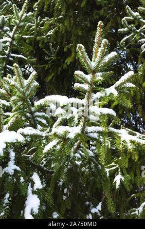 Spruce tree branches covered with fresh snow, vertical winter background photo with selective focus Stock Photo