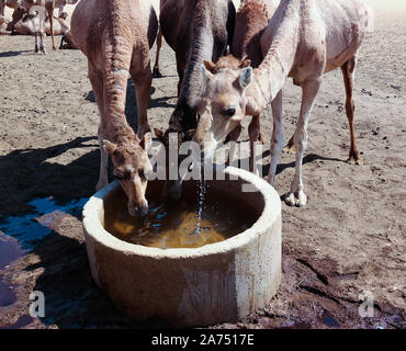 Portrait of drinking camels at the desert well in Ouled-Rachid at Batha, Chad Stock Photo