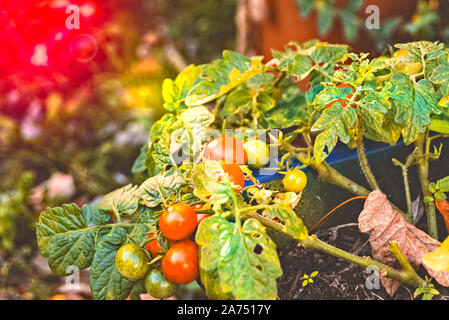 Cocktail tomatoes grow on a tomato plant Stock Photo