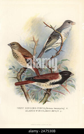 White-rumped seedeater or grey-singing finch, Serinus leucopygius, and black-headed canary, Serinus alario (Alario finch, Alario alario). Chromolithograph by Brumby and Clarke after a painting by Frederick William Frohawk from Arthur Gardiner Butler's 'Foreign Finches in Captivity,' London, 1899. Stock Photo