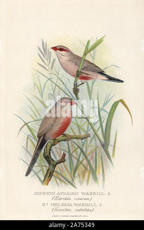Black-rumped waxbill, Estrilda troglodytes, and common or St. Helena waxbill, Estrilda astrild. Chromolithograph by Brumby and Clarke after a painting by Frederick William Frohawk from Arthur Gardiner Butler's 'Foreign Finches in Captivity,' London, 1899. Stock Photo