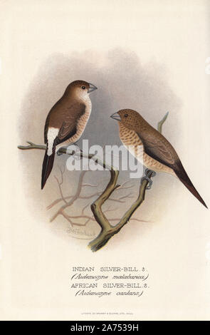 Indian silverbill, Lonchura malabarica, and African silverbill, Lonchura cantans. Chromolithograph by Brumby and Clarke after a painting by Frederick William Frohawk from Arthur Gardiner Butler's 'Foreign Finches in Captivity,' London, 1899. Stock Photo