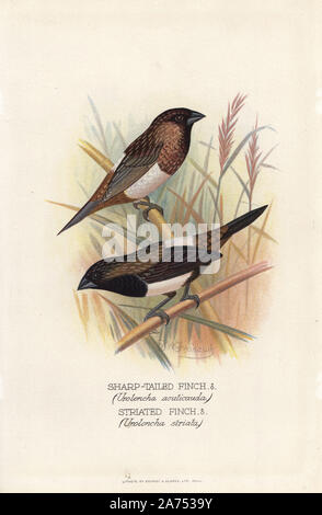 Northwestern white-rumped munia, Lonchura striata acuticauda, and white-rumped munia, Lonchura striata. Chromolithograph by Brumby and Clarke after a painting by Frederick William Frohawk from Arthur Gardiner Butler's 'Foreign Finches in Captivity,' London, 1899. Stock Photo