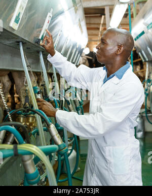 Male milker inspecting milking system on dairy farm Stock Photo