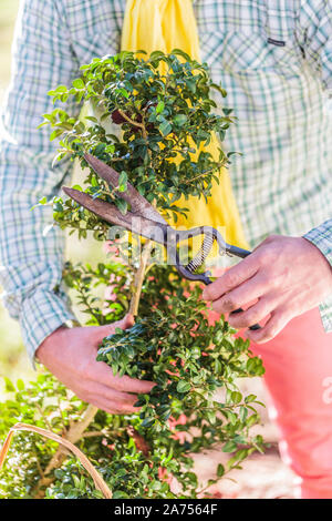 Man carving a boxwood in late summer. Creative size of a boxwood: the formation of superimposed balls begins by stripping a few regularly spaced porti Stock Photo