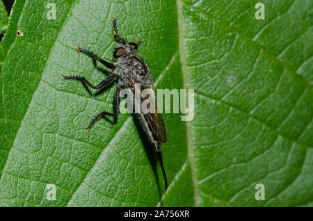 Robber Fly, Efferia sp., female Stock Photo