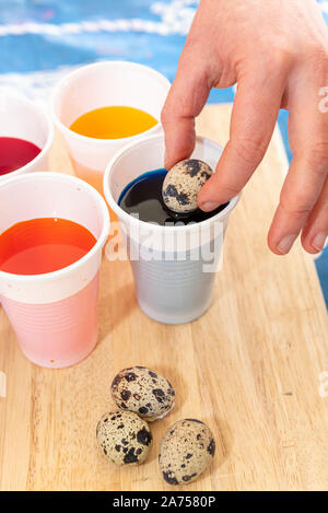 Coloring quail eggs with natural dyes for Easter, spring, Pas de Calais, France Stock Photo