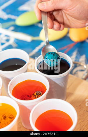 Coloring quail eggs with natural dyes for Easter, spring, Pas de Calais, France Stock Photo