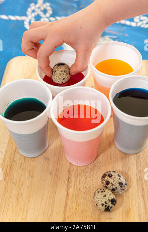 Coloring quail eggs with natural dyes for Easter, spring, Pas de Calais, France Stock Photo