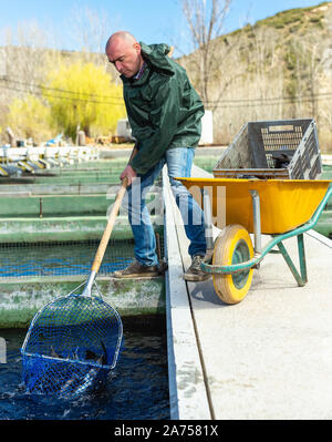 Professional farmer engaged in trout breeding catching fish with landing net from open tank Stock Photo