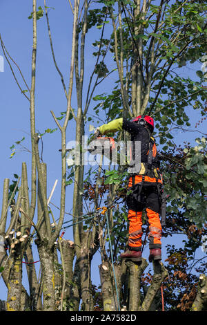 Tree surgeon in a tree in Autumn, secured by a rope, using a saw