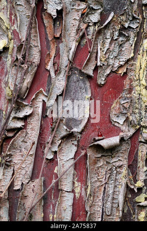 Arizona Cypress (Cupressus arizonica) bark , botanical garden of Tours, Center-Val de Loire, France Stock Photo