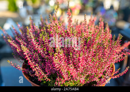 Purple heather flower in a pot standing on a tombstone at a Christian cemetery. Stock Photo