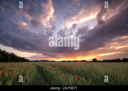 Dramatic sunset over a cornfield with poppies