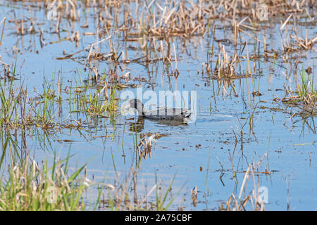 American Coot in a Wetland Pond in Horicon Marsh in Wisconsin Stock Photo