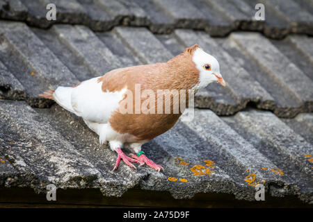 Österreichischer Ganselkröpfer pigeon sitting on a roof, a critically endangered pidgeon breed from Austria Stock Photo