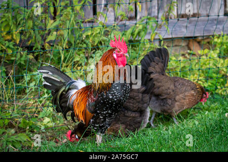 Proveis-Ultentaler chickens, a critically endangered chicken breed from South Tyrol Stock Photo